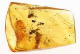 Fossil Spider, Ant, Fungus Gnat, and Fly in Baltic Amber #284632-1